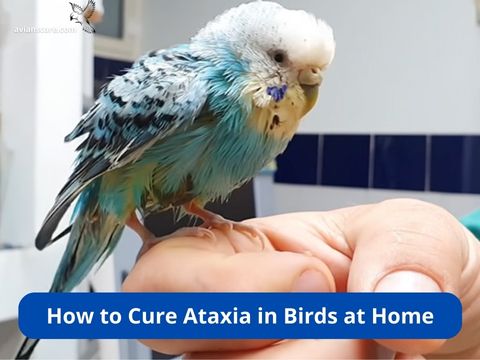 How to Cure Ataxia in Birds at Home: Tips and Remedies