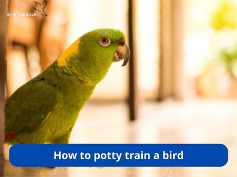 How to potty train a bird ?