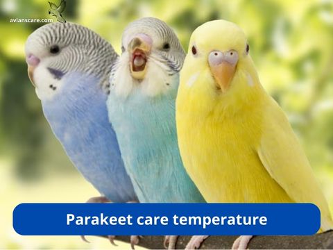 Parakeet care temperature