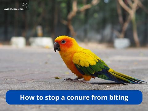 How to Stop a Conure from Biting