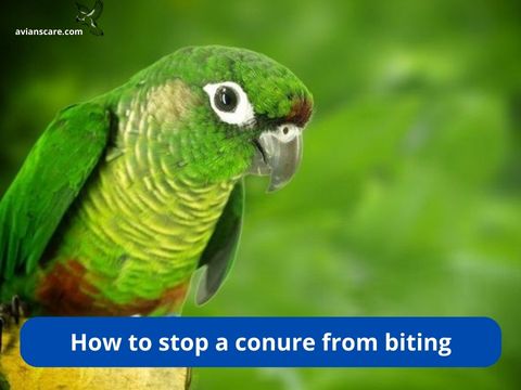 Green Cheek Conure Care: A Comprehensive Guide for Happy Feathers