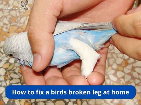 How to Fix a Bird’s Broken Leg at Home: DIY First Aid Guide