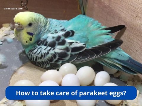 How to take care of parakeet eggs?