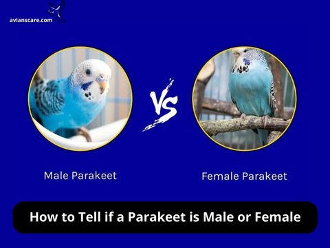 Male-and-female-parakeet-differences