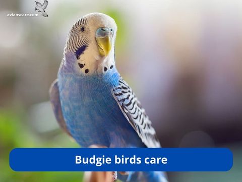 Two colorful budgies perched on a branch