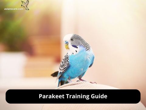 How to Train a Parakeet