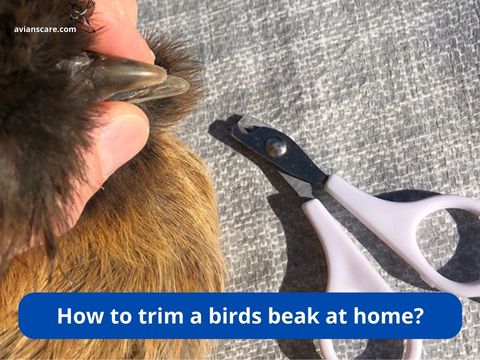 How to trim a birds beak at home?