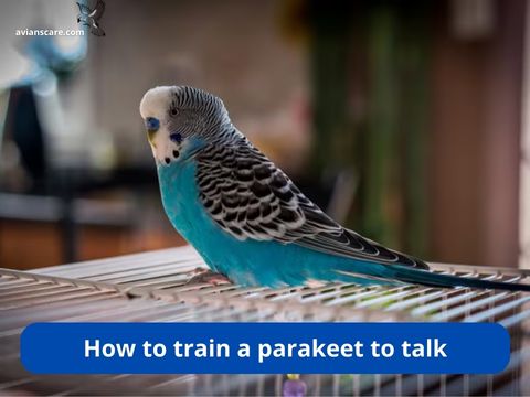 How to train a parakeet to talk