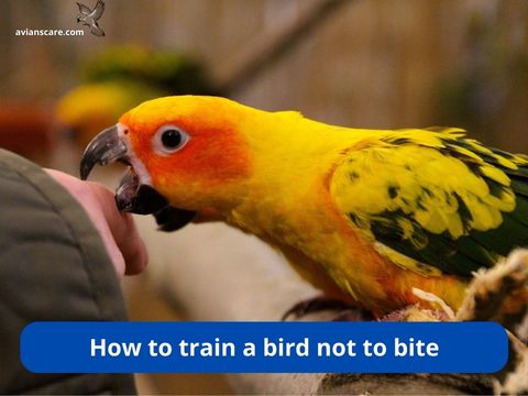 How to Train a Bird Not to Bite