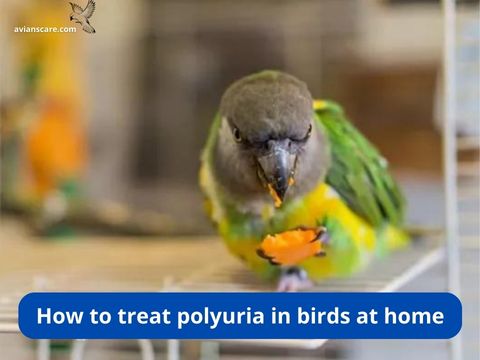 Polyuria in Birds