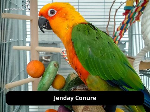 Jenday Conure: A Comprehensive Guide