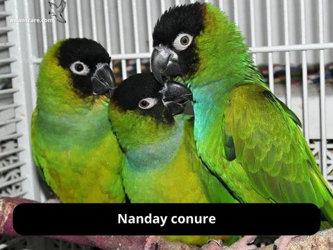Unveiling the Charm of Nanday Conure