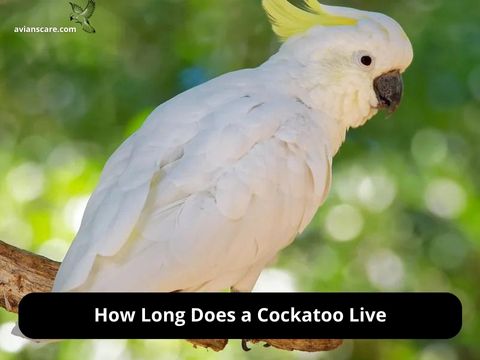 How long does a cockatoo live