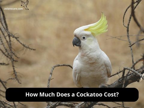 How Much Does a Cockatoo Cost?