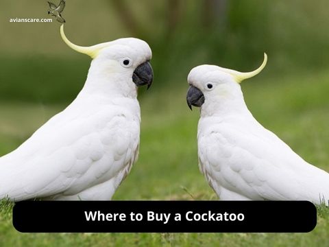 Where to Buy a Cockatoo: Your Ultimate Guide