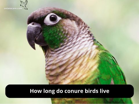 How long do conure birds live