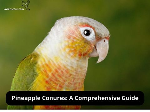 Pineapple Conures: A Comprehensive Guide