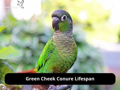 Unlocking the Secrets of Green Cheek Conure Lifespan